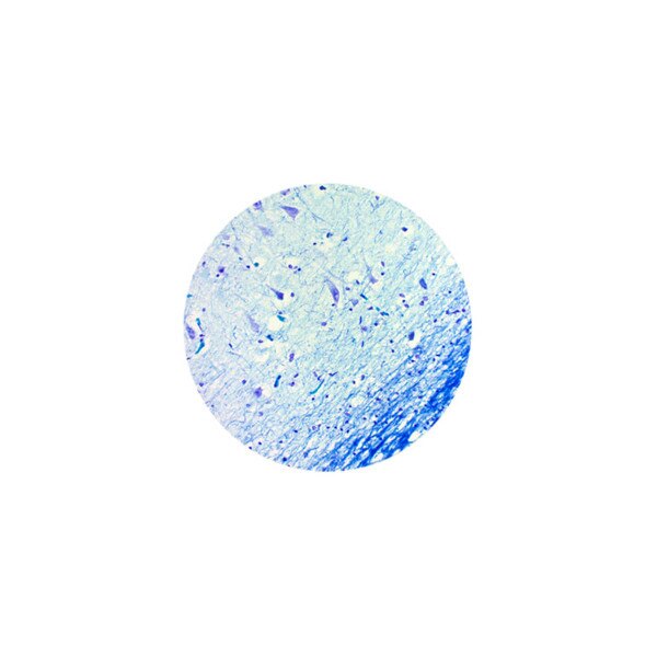 Luxol Fast Blue Stain Kit